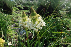 Bulbinella nutans (Bulbinella nutans)