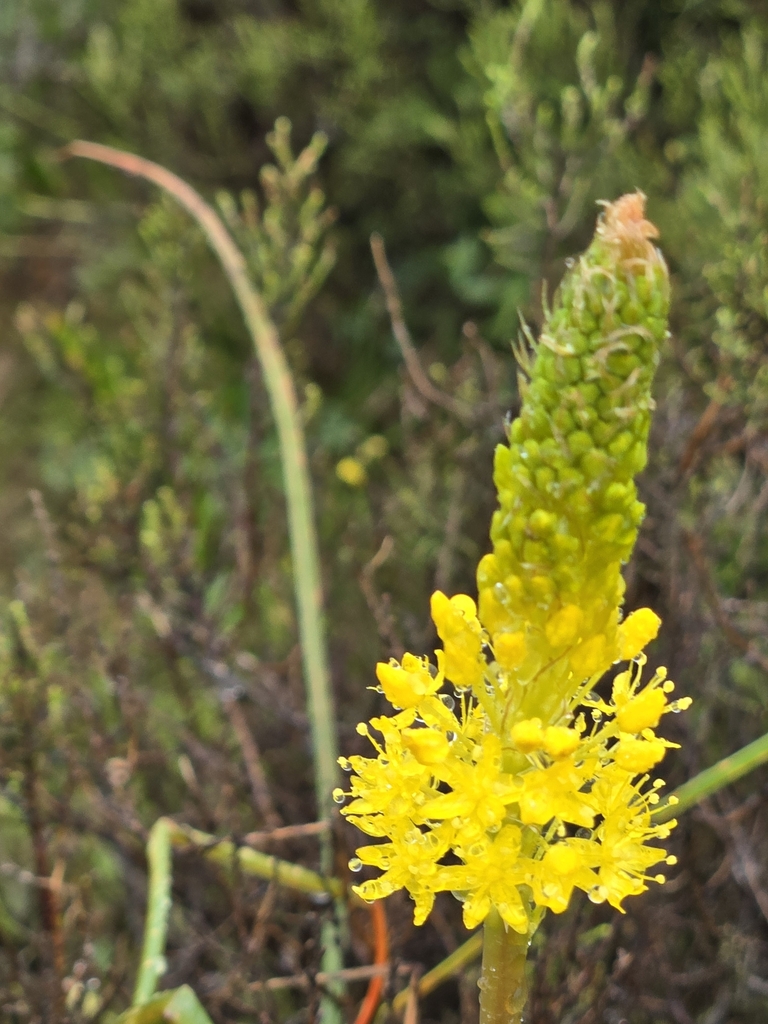 Bulbinella nutans (Bulbinella nutans)