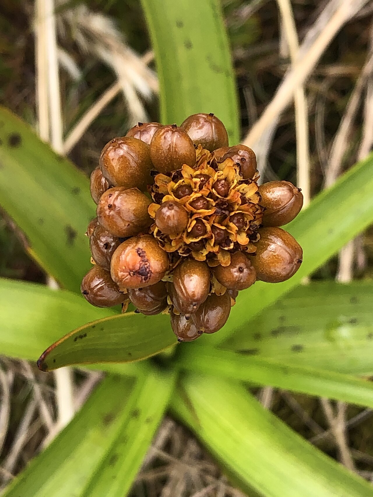 Bulbinella rossii: Bulbinella rossii seedhead Enderby Island.