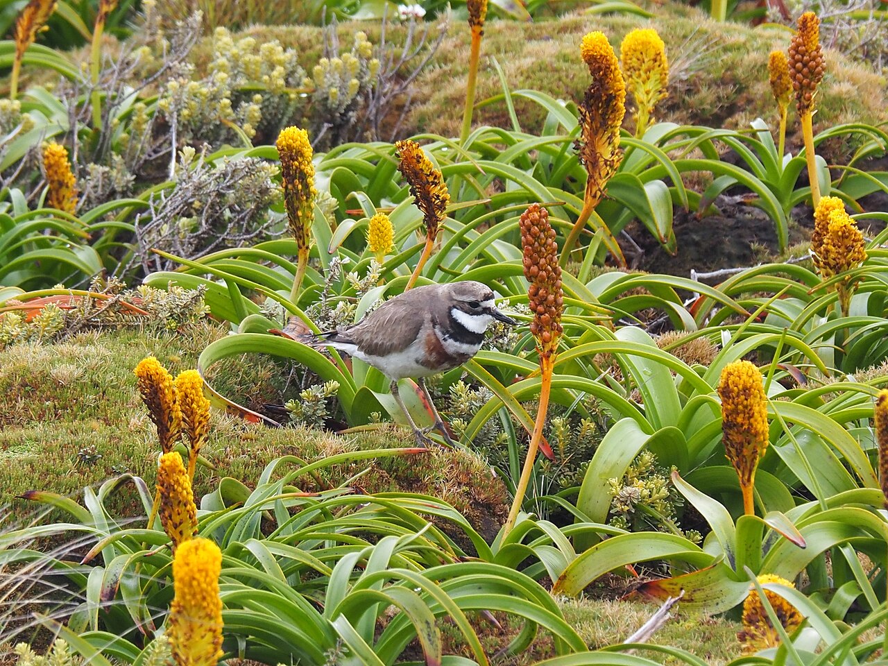Bulbinella rossii: Banded dotterel amongst Bulbinella rossi on Enderby Island