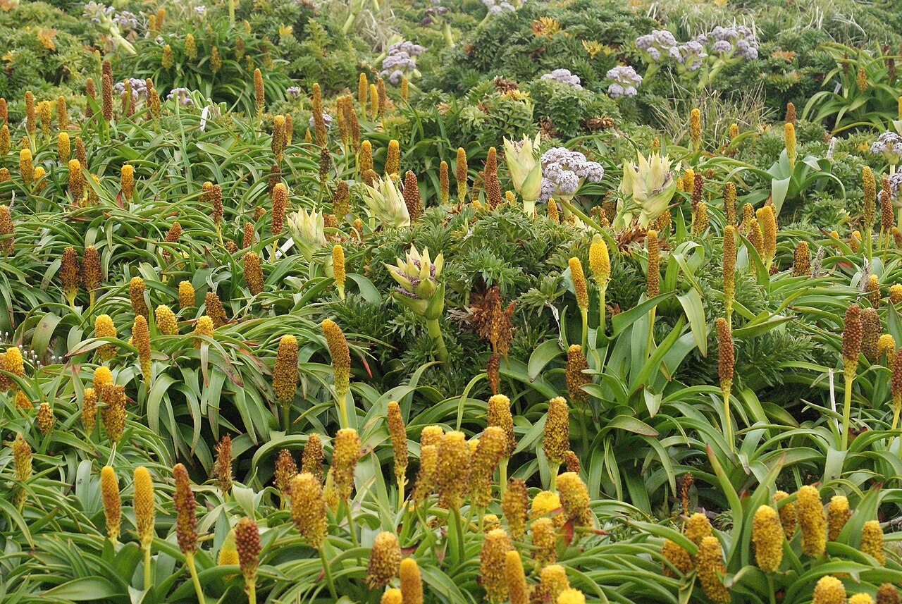 Bulbinella rossii: Megaherbs (mostly Bulbinella rossii) on Enderby Island
