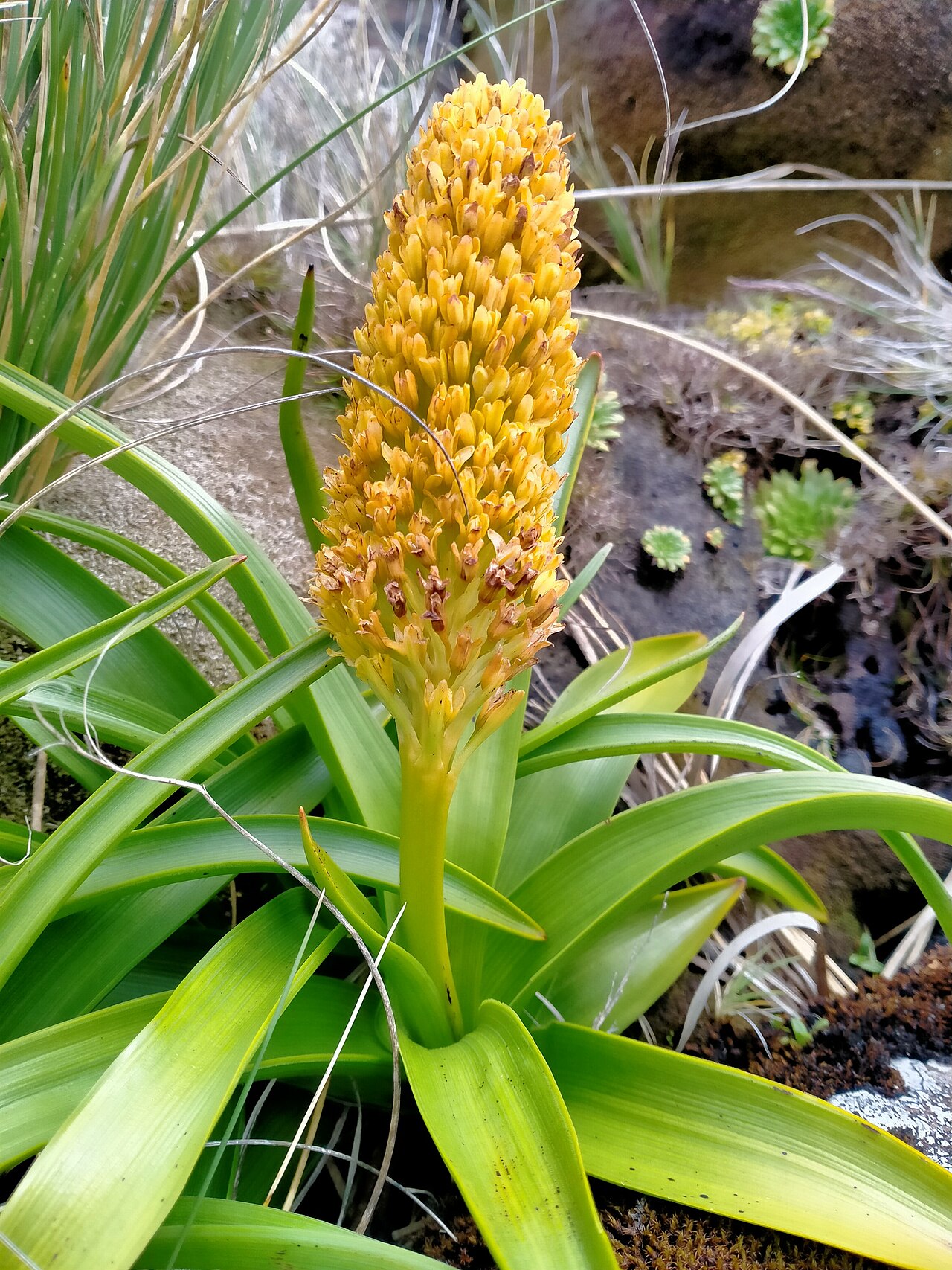 Bulbinella rossii: Bulbinella rossii (Ross Lilly) on Auckland Island