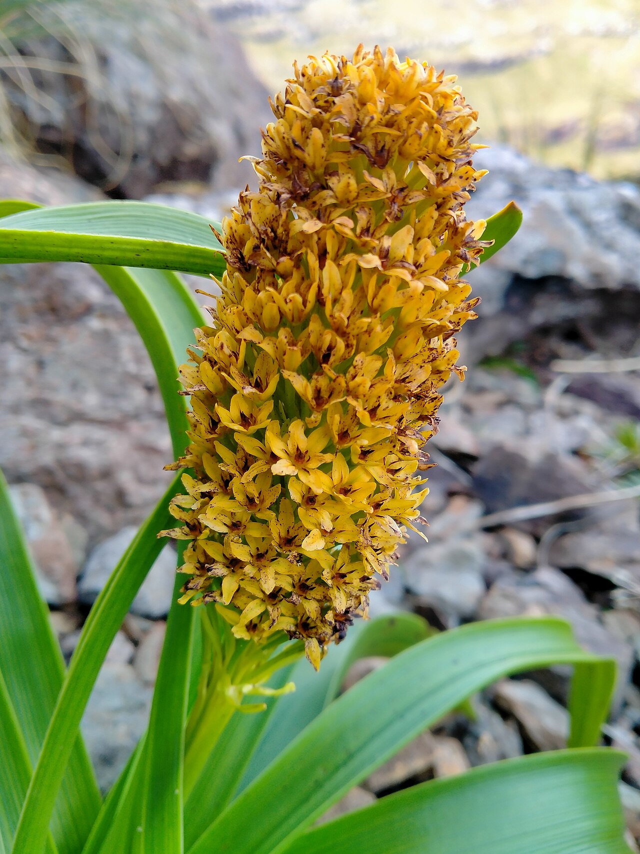 Bulbinella rossii: Ross Lily (Bulbinella rossii) flowers