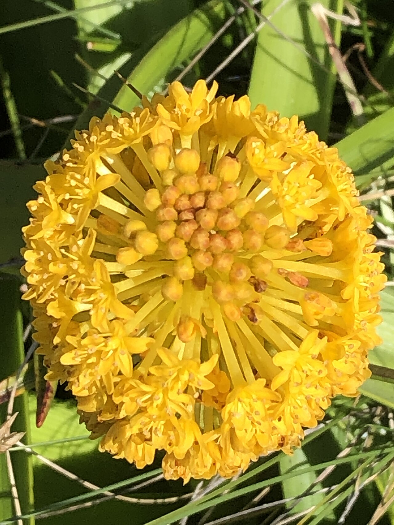 Bulbinella rossii: Bulbinella rossii inflorescence Enderby Island.