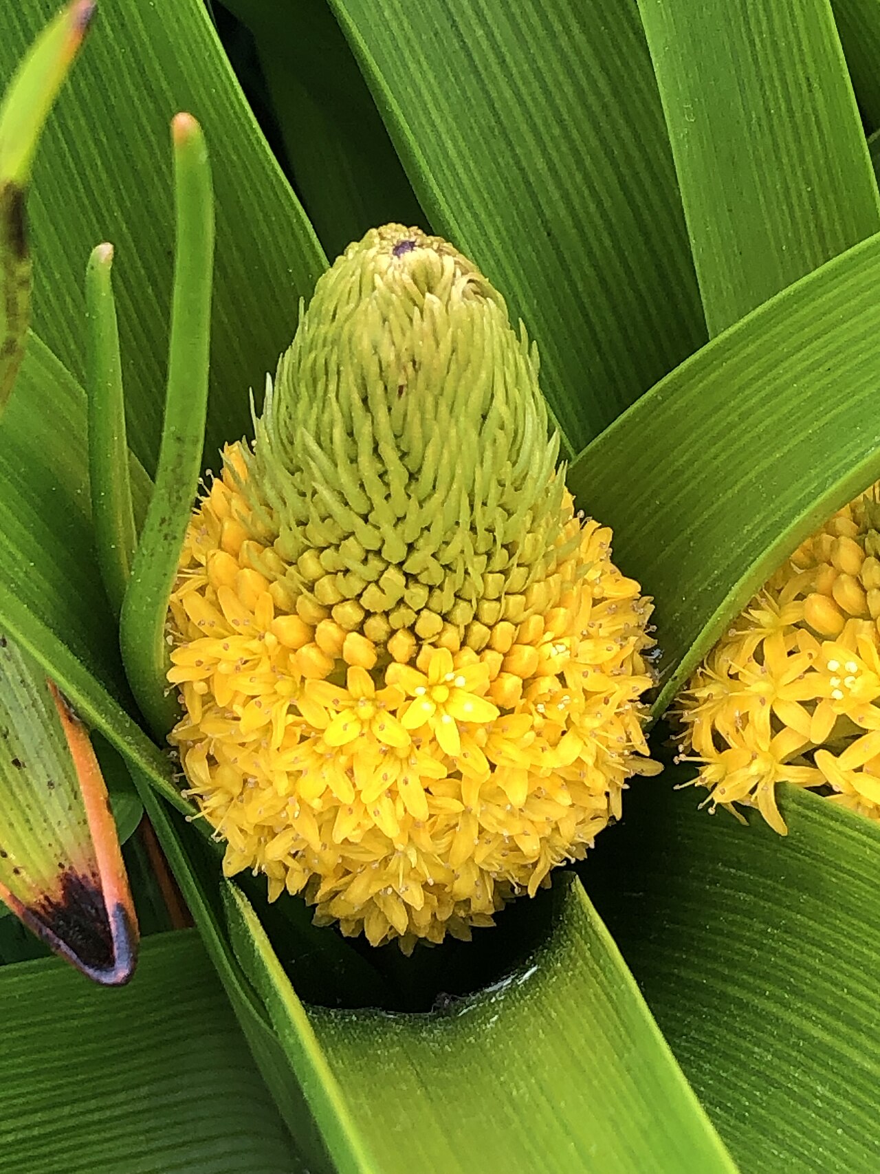 Bulbinella rossii: Bulbinella rossii inflorescence Mt Honey.