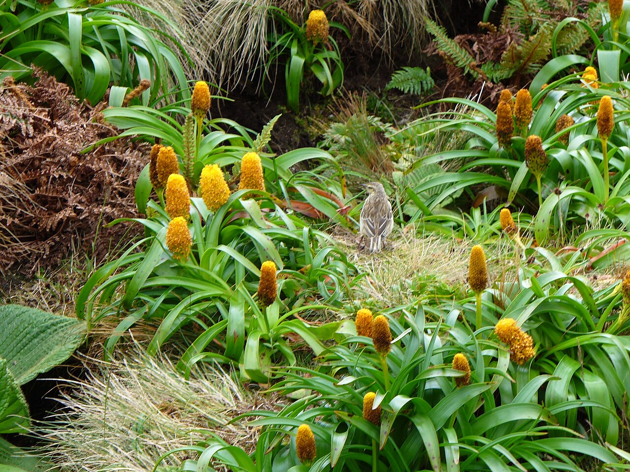 Bulbinella rossii: Bulbinella rossi , a type of megaherb, growing on Campbell Island, one of the sub-antarctic islands of New Zealand. Also in the photograph is an Australasian Pi