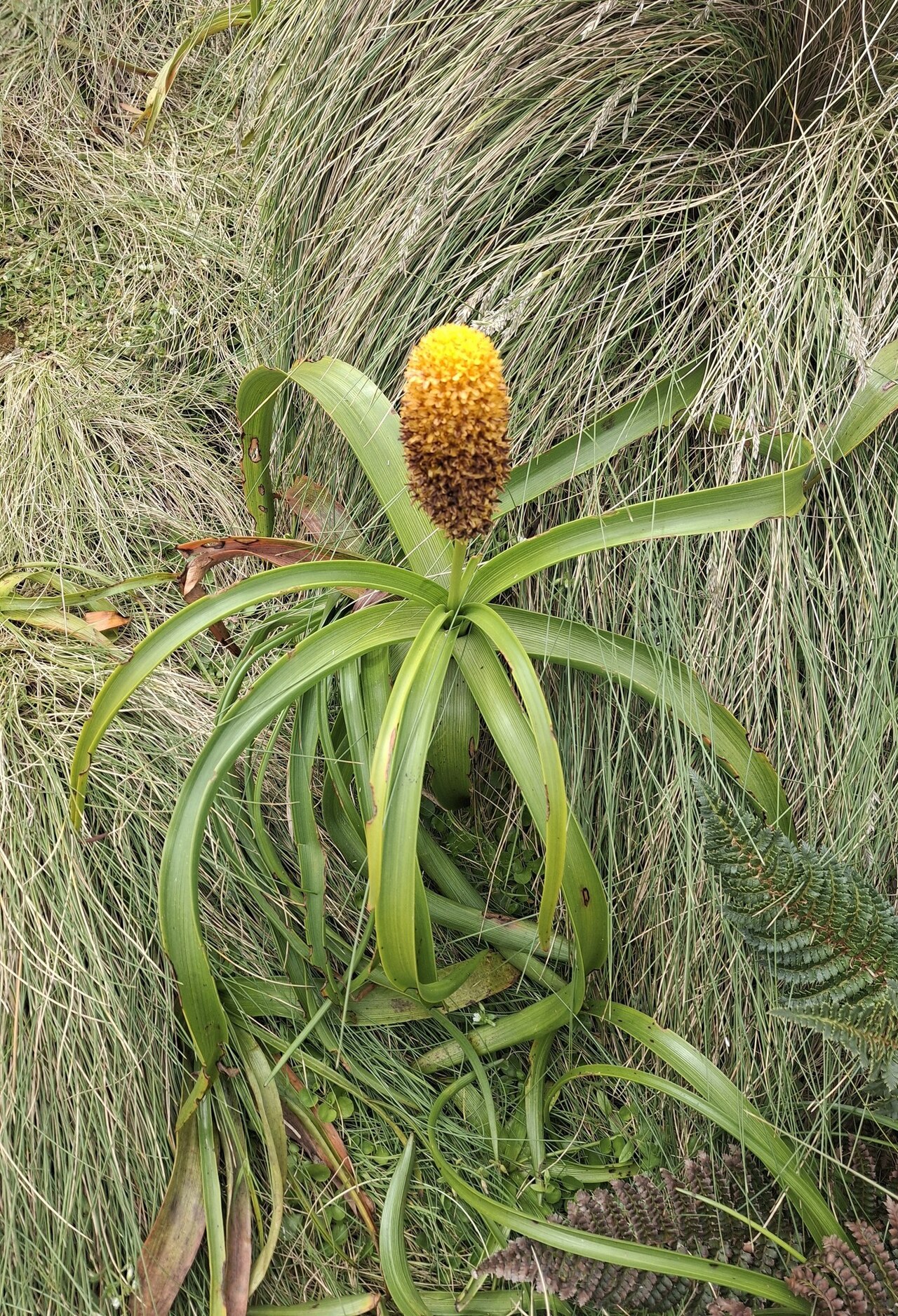 Bulbinella rossii: Ross Lily (Bulbinella rossii) on Campbell Island