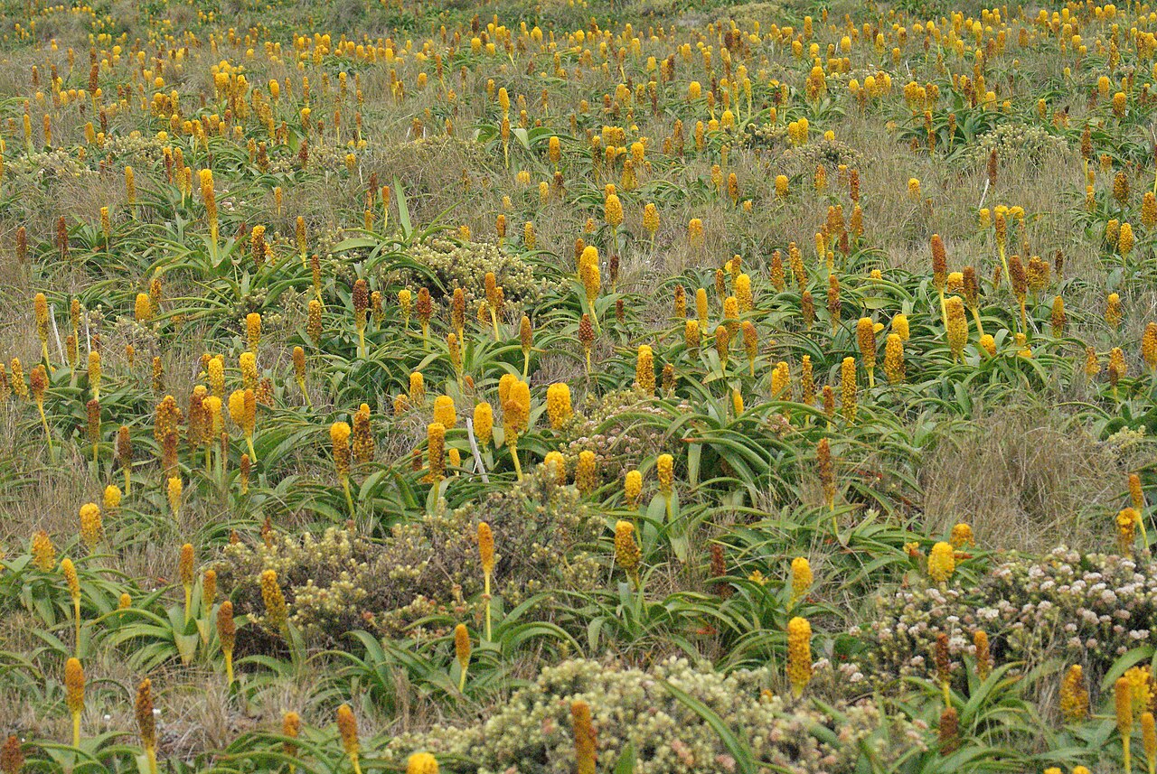 Bulbinella rossii: Megaherbs (mostly Bulbinella rossii) on Enderby Island