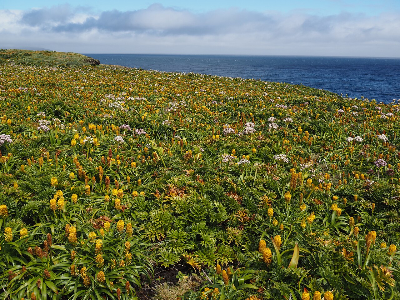 Bulbinella rossii: Megaherb field at north coast of Enderby Island - mostly Bulbinella rossii