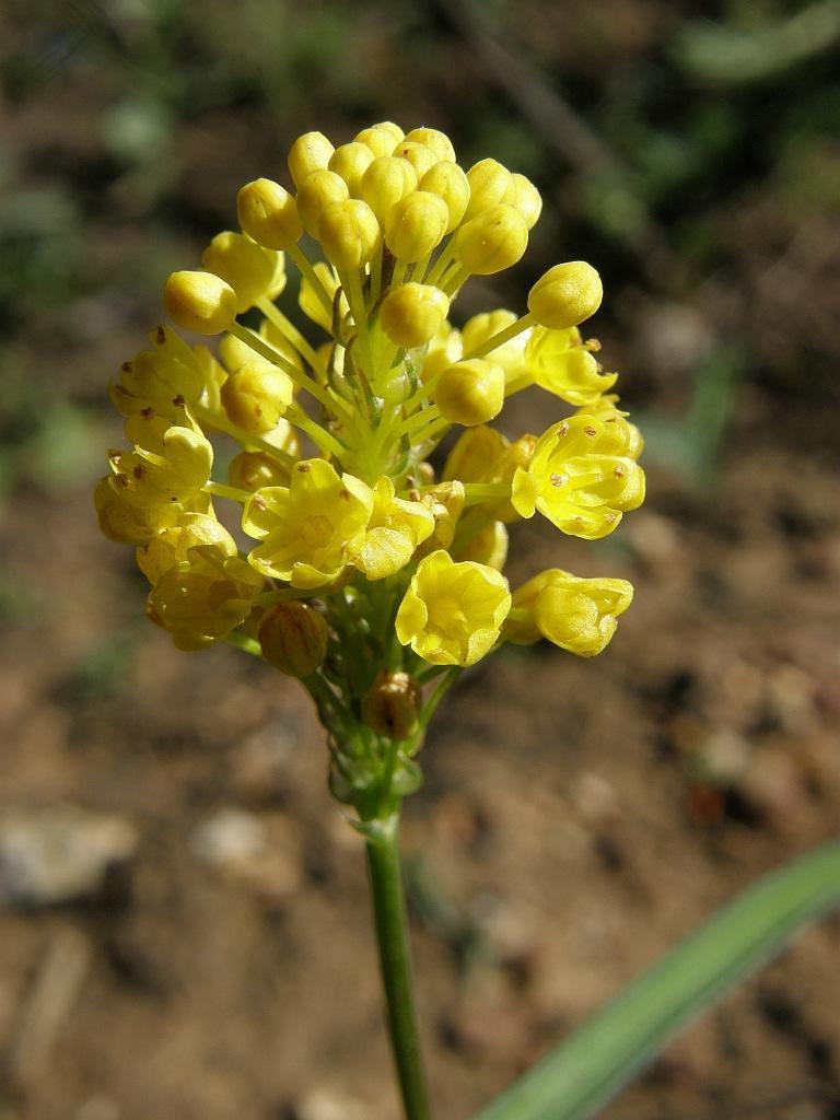 Bulbinella triquetra (Bulbinella triquetra)