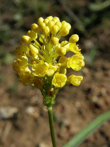 Bulbinella triquetra (Bulbinella triquetra)