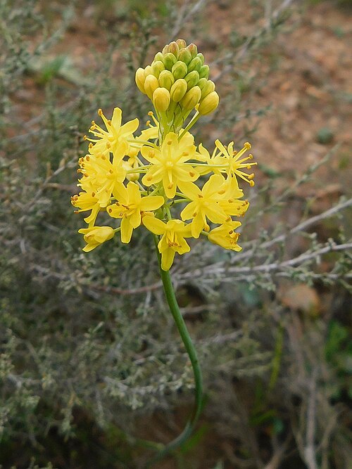 Bulbinella triquetra: Bulbinella triquetra, Genadendal Bakenskop, 7234, South Africa, 2021-09-12 (iNaturalist).