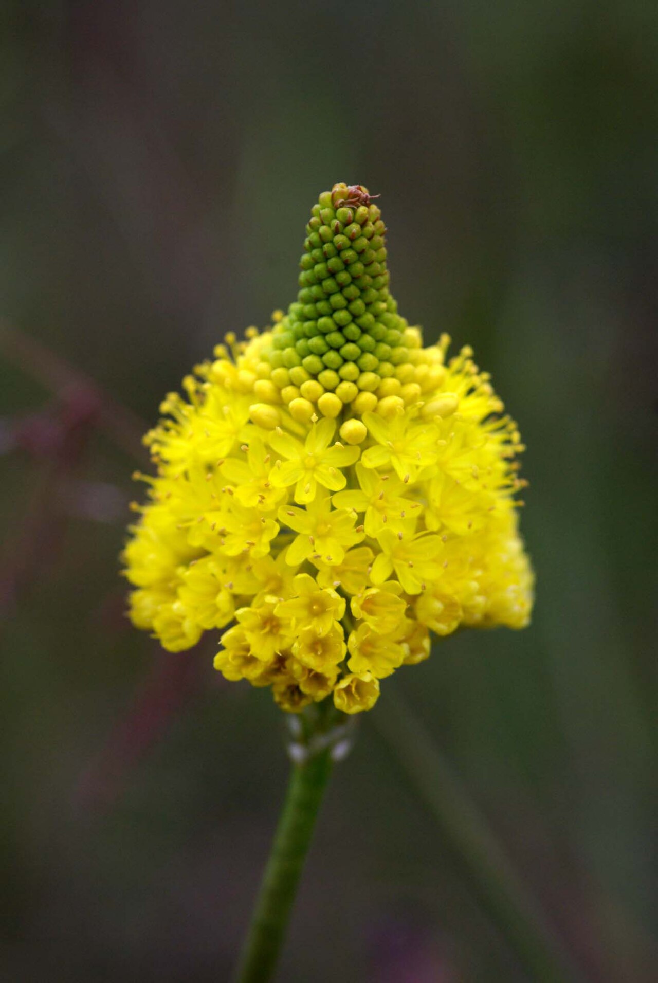Bulbinella triquetra: Flower head of Bulbnella triquestra growing at Tinnie Versfeld near Darling South Africa