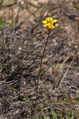 Bulbinella triquetra (Bulbinella triquetra)