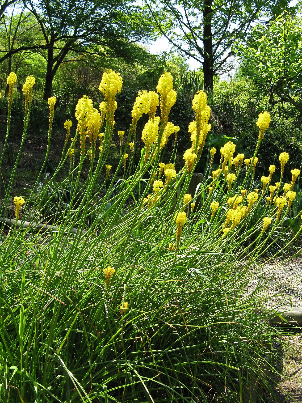 Bulbinella triquetra: Bulbinella triquetra Place:Osaka Prefectural Flower Garden,Osaka,Japan