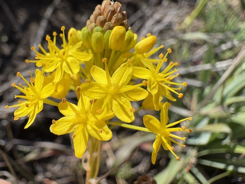 Bulbinella triquetra (Bulbinella triquetra)