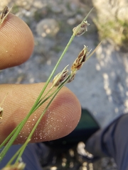 Bulbostylis arcuata (Bulbostylis arcuata)