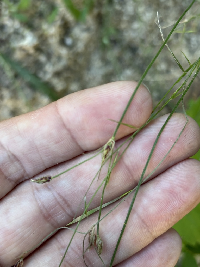 Bulbostylis arcuata (Bulbostylis arcuata)