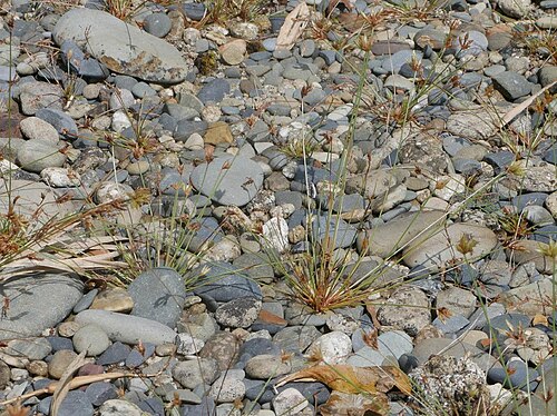 Watergrass: Bulbostylis barbata:ハタガヤ 2018/09/10 和歌山県那智勝浦町:Nachikatuura Town. Wakayama Pref. Japan