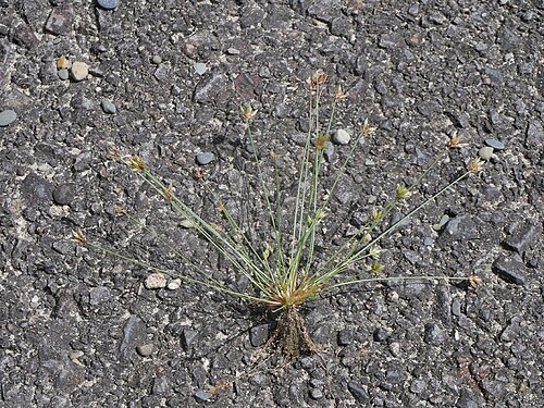 Watergrass: Bulbostylis barbata:ハタガヤ 2018/09/10 和歌山県那智勝浦町:Nachikatuura Town. Wakayama Pref. Japan