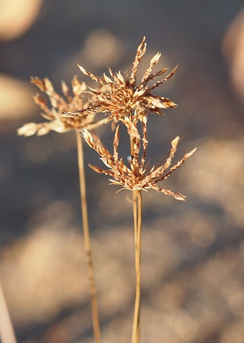Watergrass: Bulbostylis barbata seedhead