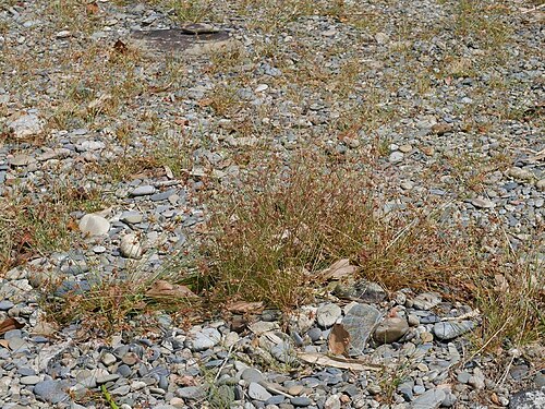 Watergrass: Bulbostylis barbata:ハタガヤ 2018/09/10 和歌山県那智勝浦町:Nachikatuura Town. Wakayama Pref. Japan