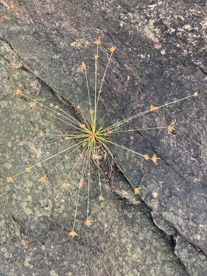 Watergrass (Bulbostylis barbata)