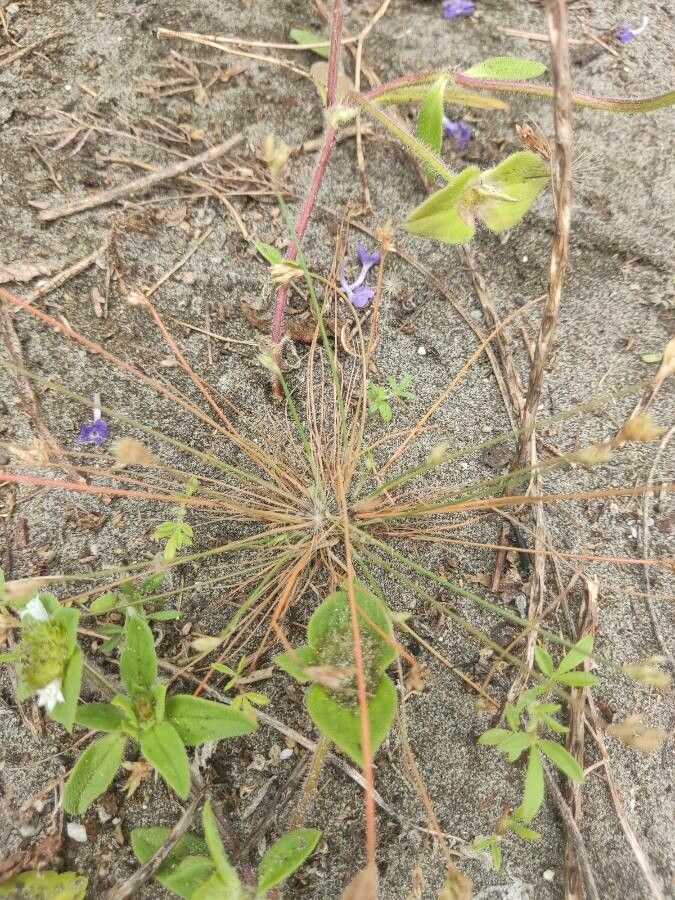 Watergrass (Bulbostylis barbata)