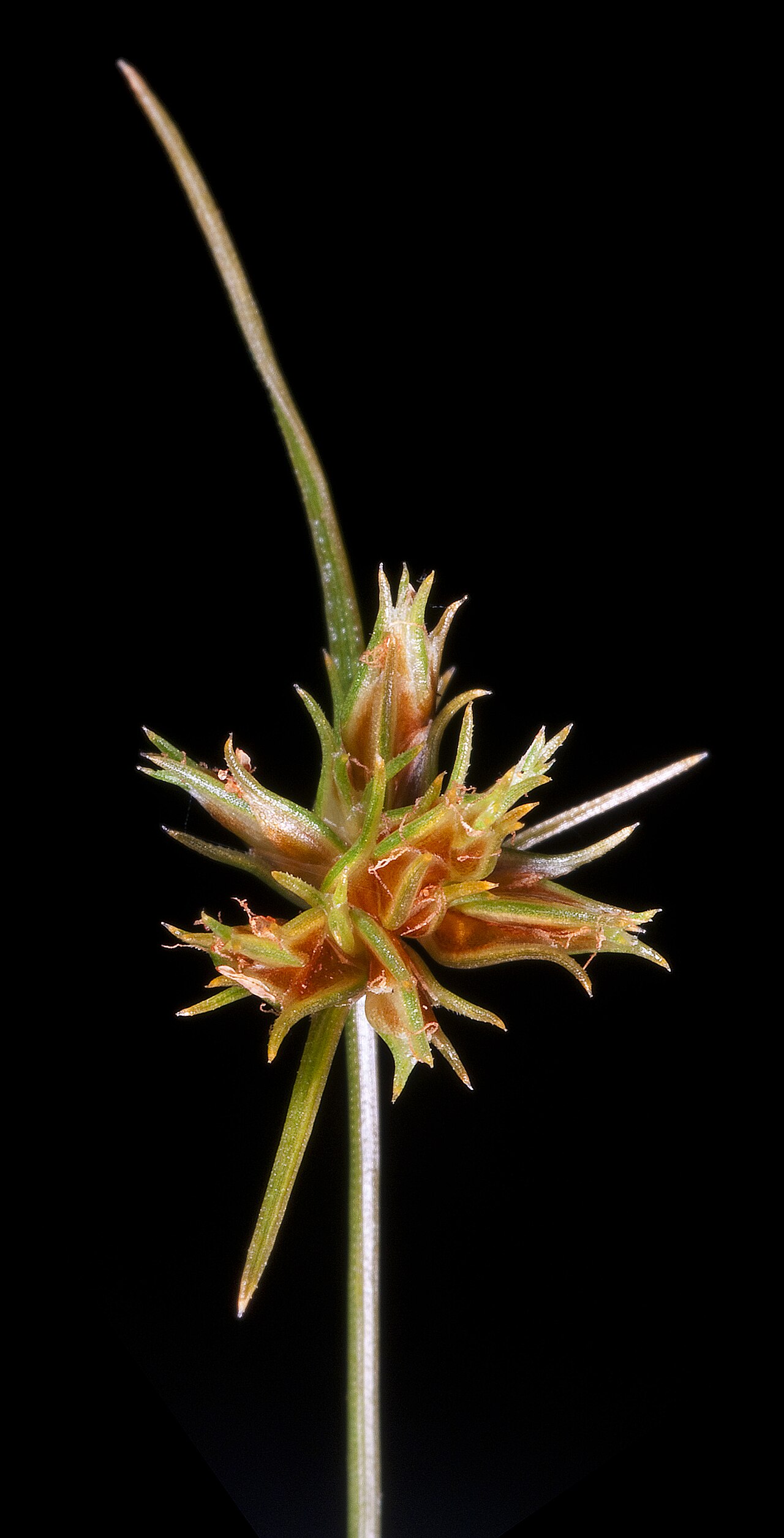 Watergrass: KRT4609