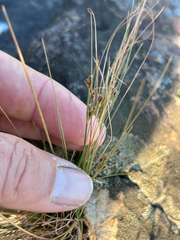 Bulbostylis burchellii (Bulbostylis burchellii)