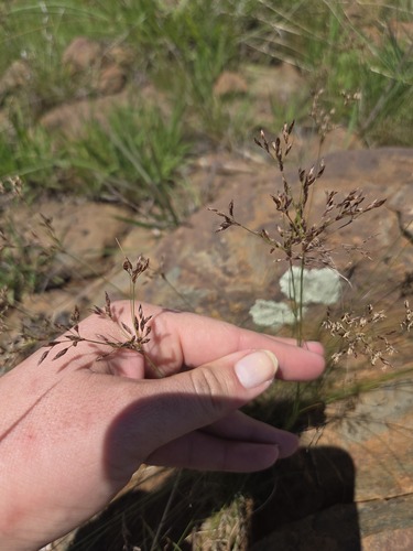 Bulbostylis burchellii (Bulbostylis burchellii)