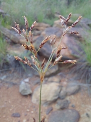 Bulbostylis burchellii (Bulbostylis burchellii)