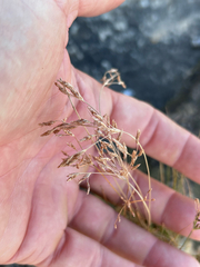 Bulbostylis burchellii (Bulbostylis burchellii)
