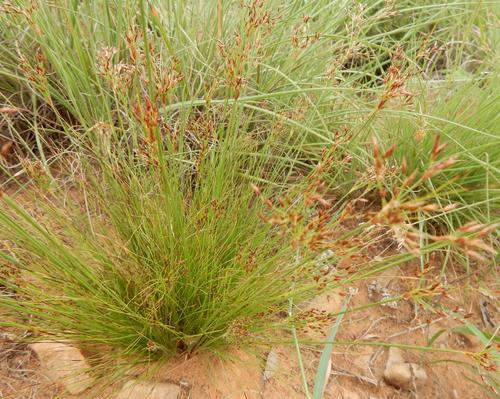 Bulbostylis burchellii (Bulbostylis burchellii)