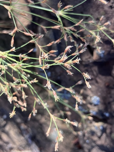 Bulbostylis burchellii (Bulbostylis burchellii)