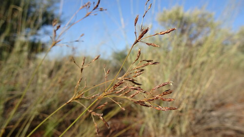 Bulbostylis burchellii (Bulbostylis burchellii)