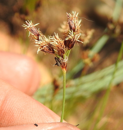 Bulbostylis burchellii (Bulbostylis burchellii)