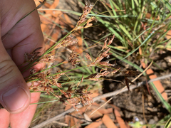 Bulbostylis burchellii (Bulbostylis burchellii)