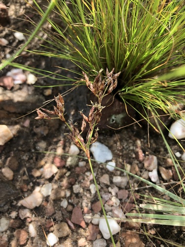 Bulbostylis burchellii (Bulbostylis burchellii)