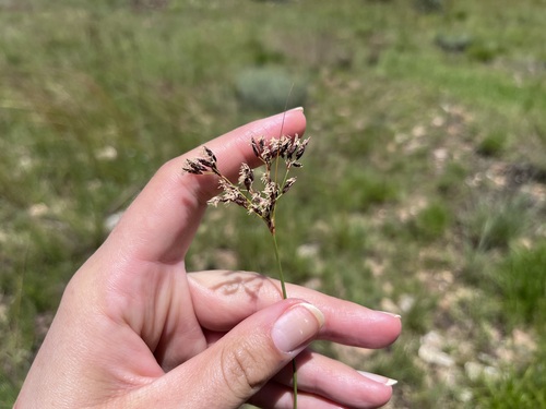 Bulbostylis burchellii (Bulbostylis burchellii)
