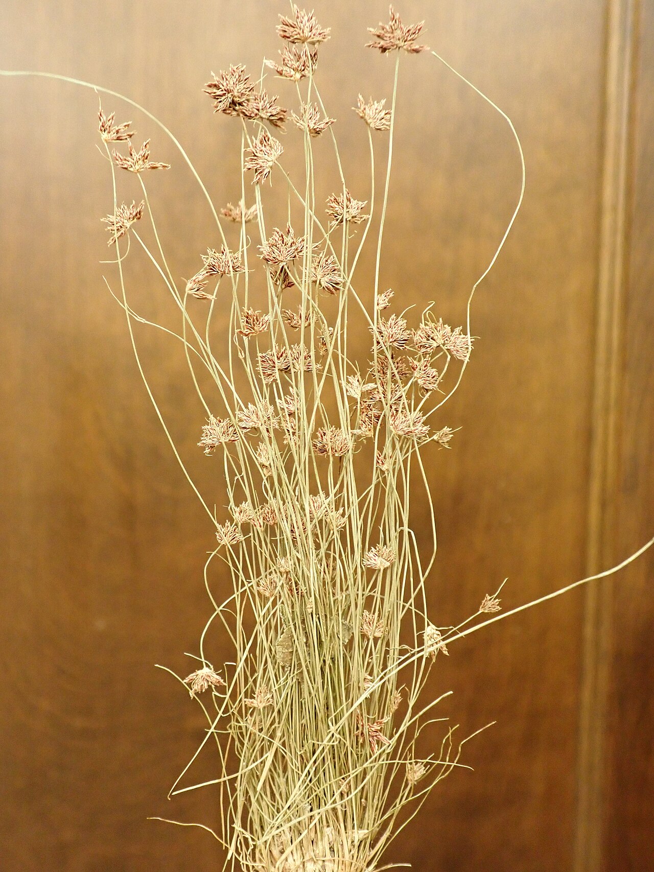 Densetuft hairsedge: Tufted hairsedge is a native annual bunched hairsedge common to sandy substrates along streams. Leafy stems measure no more than 15 cm tall, flowering heads eac