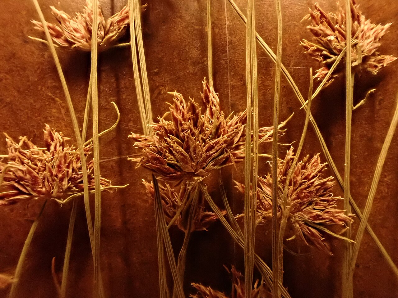 Densetuft hairsedge: Tufted hairsedge is a native annual bunched hairsedge common to sandy substrates along streams. Leafy stems measure no more than 15 cm tall, flowering heads eac