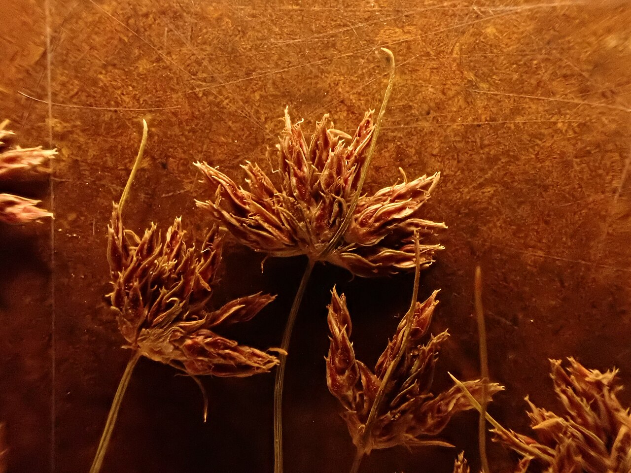 Densetuft hairsedge: Tufted hairsedge is a native annual bunched hairsedge common to sandy substrates along streams. Leafy stems measure no more than 15 cm tall, flowering heads eac
