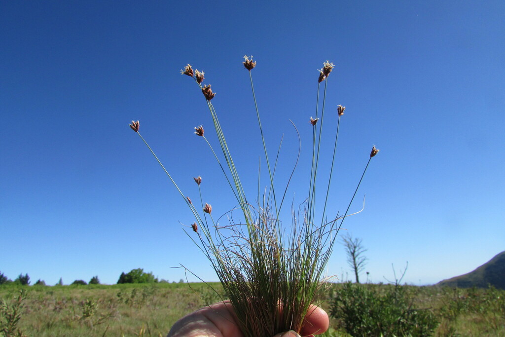 Bulbostylis contexta (Bulbostylis contexta)