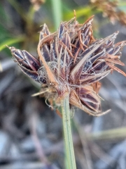 Bulbostylis contexta (Bulbostylis contexta)