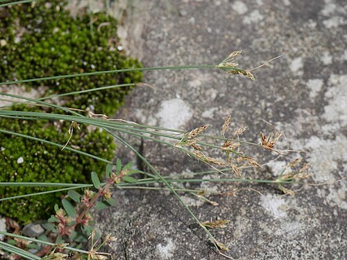 Bulbostylis densa: 2018/09/12 和歌山県: Wakayama Pref. Japan