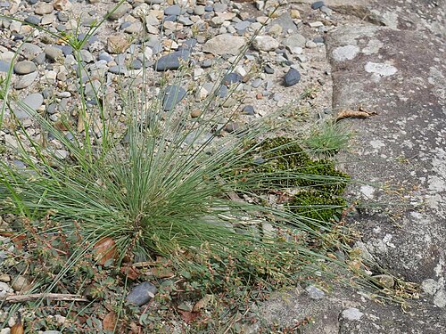 Bulbostylis densa: 2018/09/12 和歌山県: Wakayama Pref. Japan
