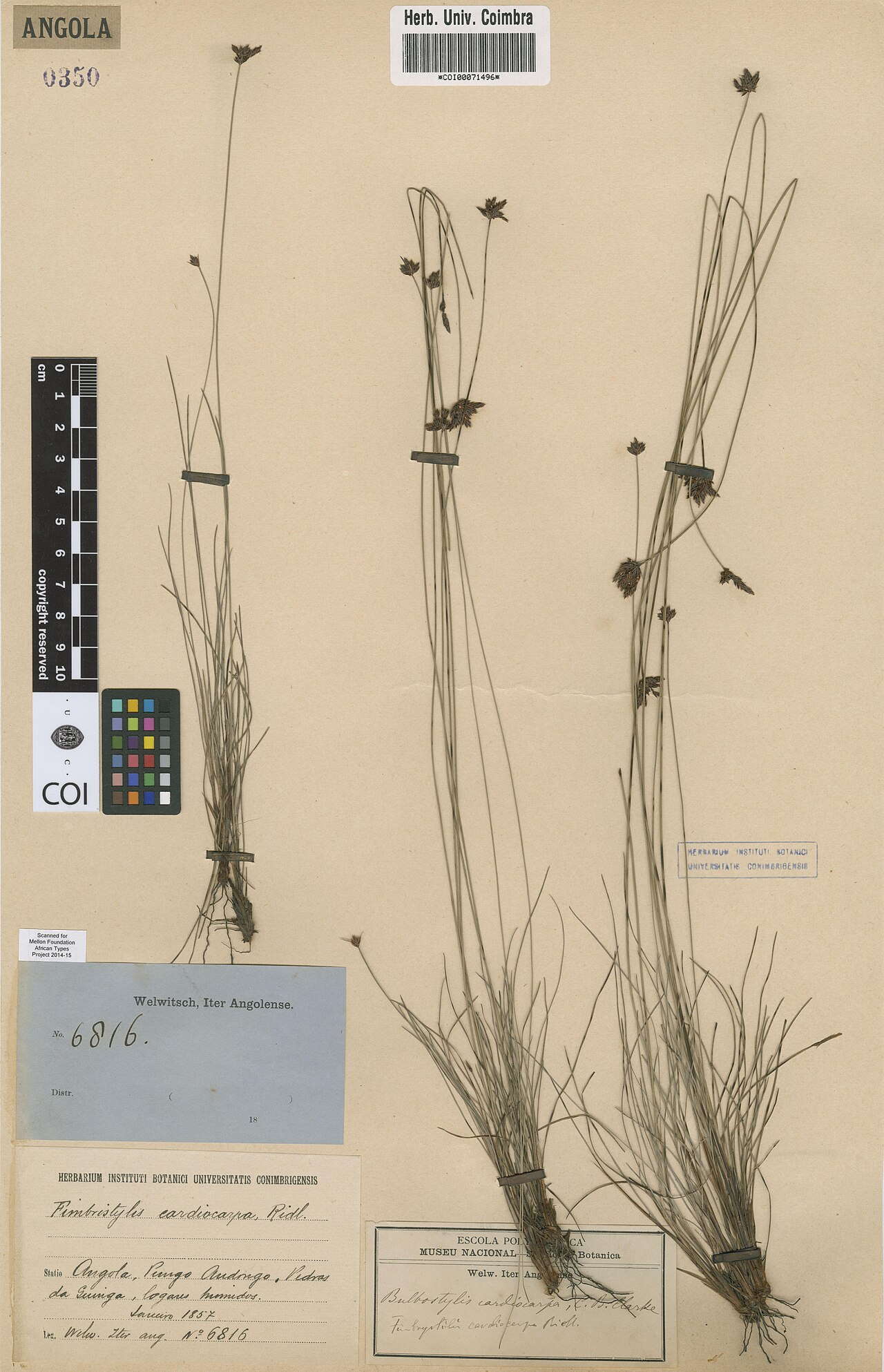 Bulbostylis filamentosa: Photograph of Isotype of Bulbostylis filamentosa at Herbarium of the University of Coimbra, Portugal (COI). Specimen COI00071496. http://coicatalogue.uc.pt/spec