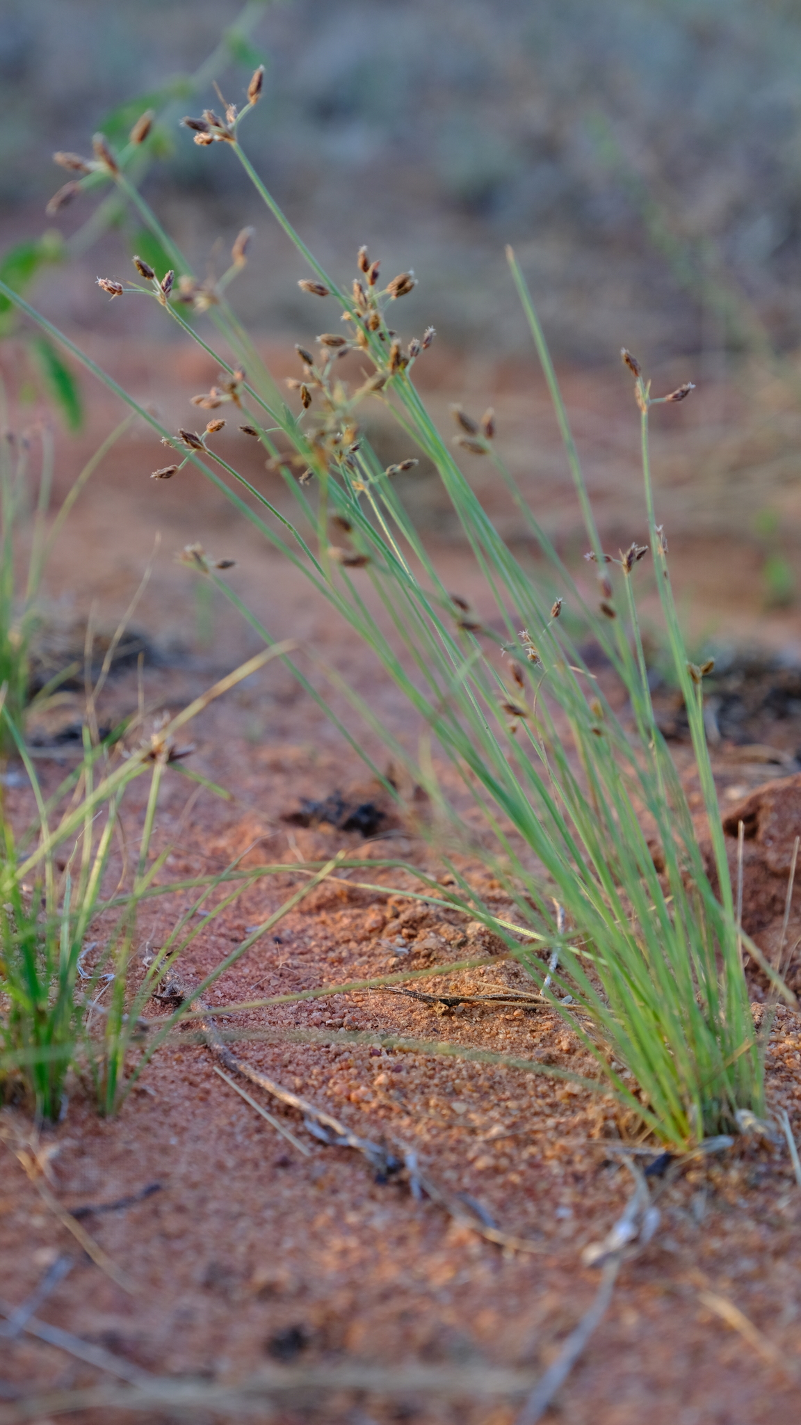 Bulbostylis hispidula: Dwarf Nutgrass