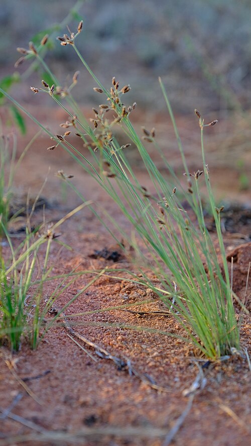 Bulbostylis hispidula: Dwarf Nutgrass